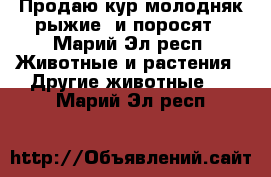 Продаю кур молодняк(рыжие) и поросят - Марий Эл респ. Животные и растения » Другие животные   . Марий Эл респ.